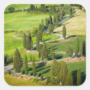 Cypress lined winding road in Tuscany sticker