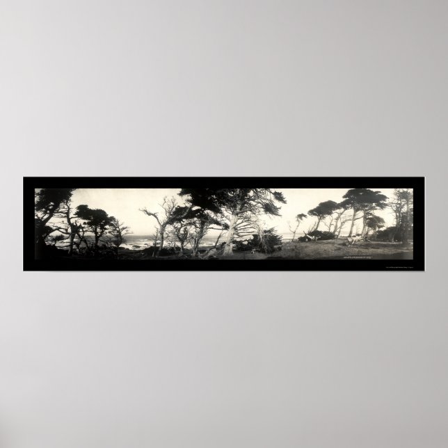 Cypress Point Monterey Photo 1907 Poster (Front)