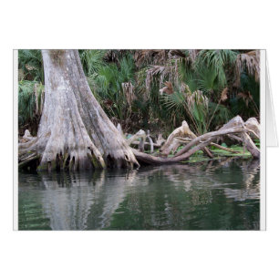Cypress tree knees reflected
