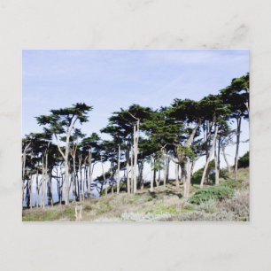 Cypress Trees at Sutro Park, San Francisco Postcard