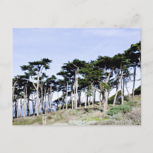 Cypress Trees at Sutro Park, San Francisco Postcard (Front)
