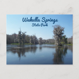 Cypress Trees at Wakulla Springs State Park Postcard