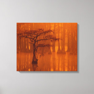 Cypress Trees   George Smith State Park Canvas Print