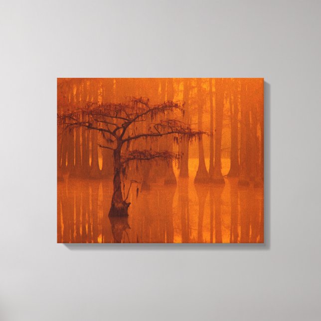 Cypress Trees | George Smith State Park Canvas Print (Front)