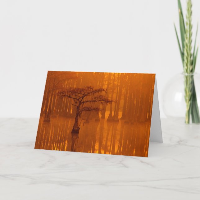 Cypress Trees | George Smith State Park Card (Front)