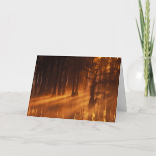 Cypress Trees   George Smith State Park Card