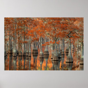 Cypress Trees George Smith State Park, Georgia Poster