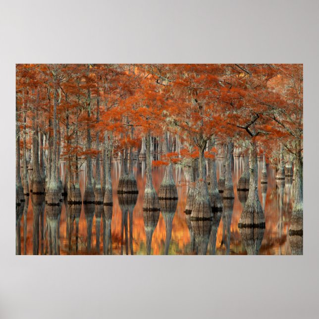Cypress Trees | George Smith State Park, Georgia Poster (Front)
