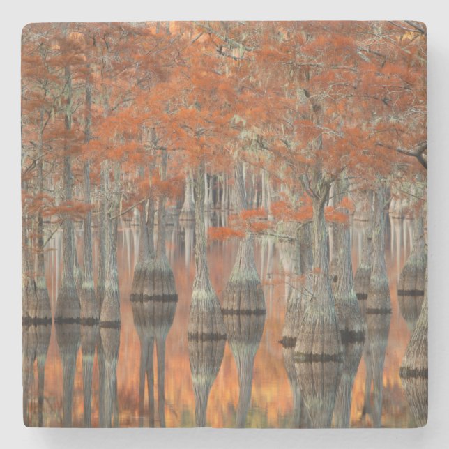 Cypress Trees | George Smith State Park, Georgia Stone Coaster (Front)