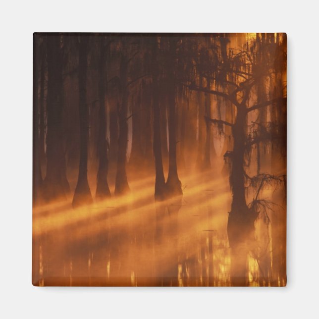 Cypress Trees | George Smith State Park Magnet (Front)