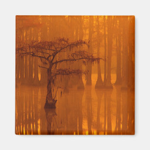 Cypress Trees George Smith State Park Magnet