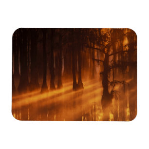 Cypress Trees George Smith State Park Magnet