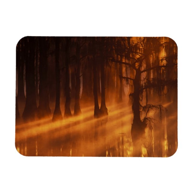 Cypress Trees | George Smith State Park Magnet (Horizontal)