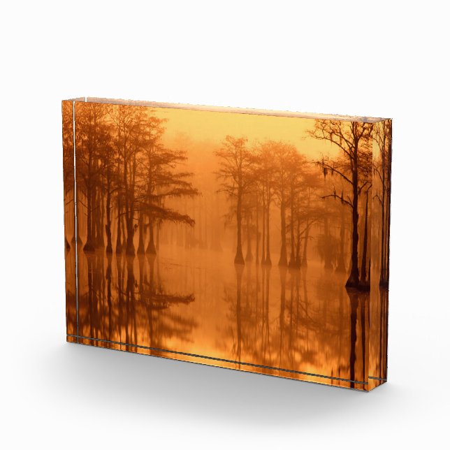 Cypress Trees George Smith State Park Photo Block (Right)