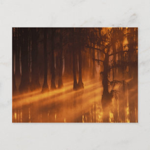 Cypress Trees   George Smith State Park Postcard