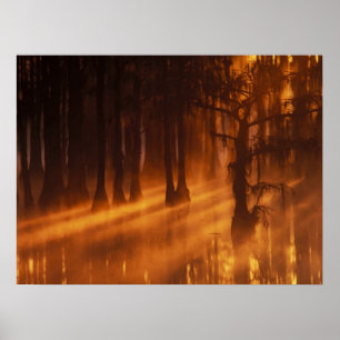 Cypress Trees   George Smith State Park Poster