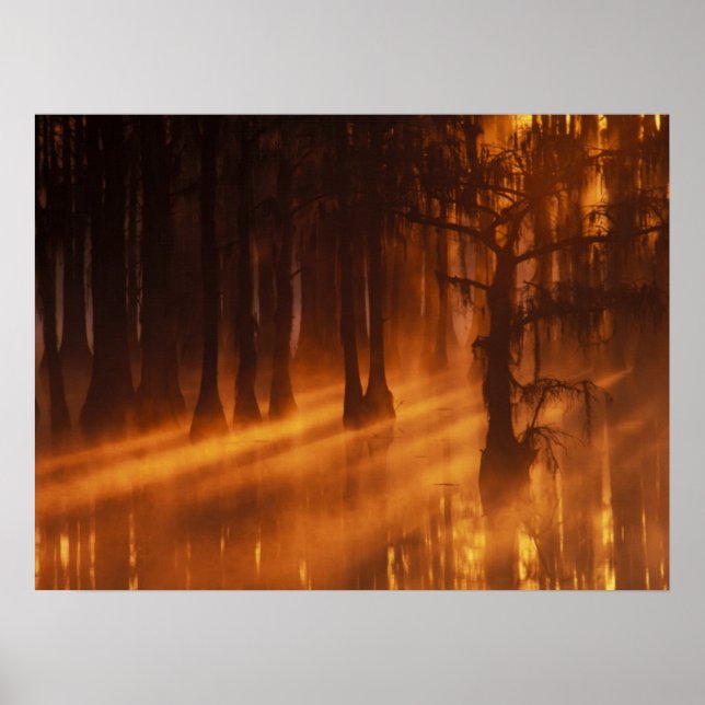 Cypress Trees | George Smith State Park Poster (Front)