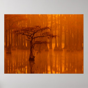 Cypress Trees George Smith State Park Poster