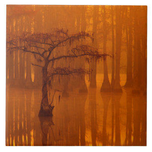 Cypress Trees   George Smith State Park Tile