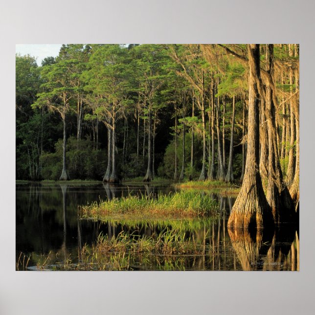 Cypress trees in Lake Bradford Region , Poster (Front)