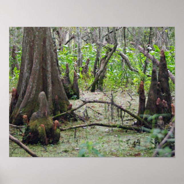 Cypress Trees in the Swamp Poster (Front)