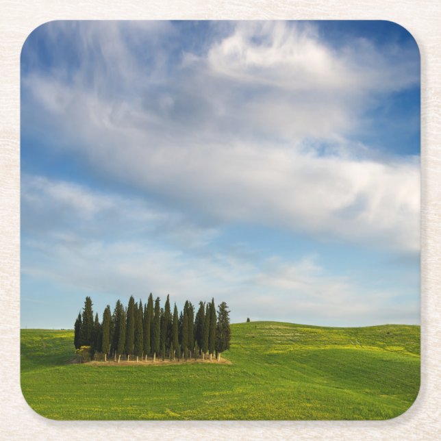 Cypress trees in Tuscany coaster (Front)