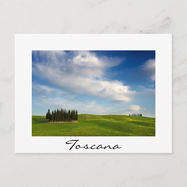 Cypress trees in Tuscany  in summer Postcard (Front)