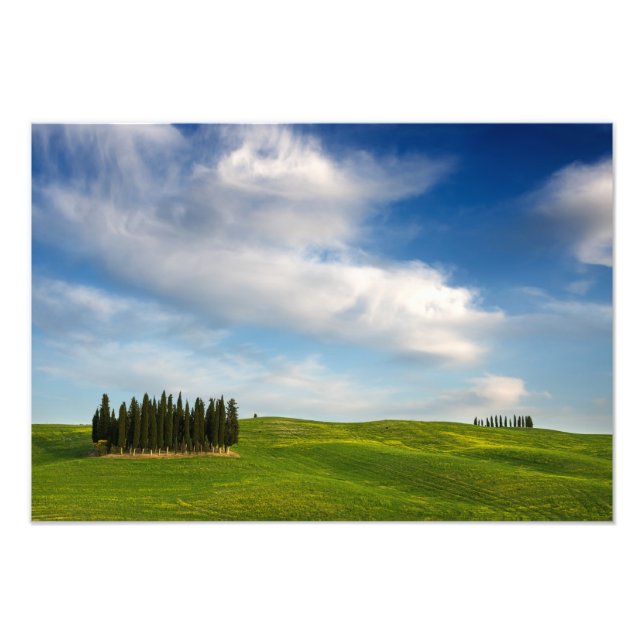 Cypress trees in Tuscany photo print (Front)