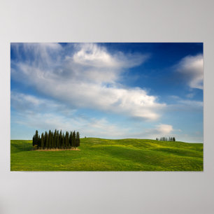 Cypress trees in Tuscany poster
