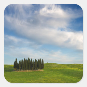 Cypress trees in Tuscany sticker