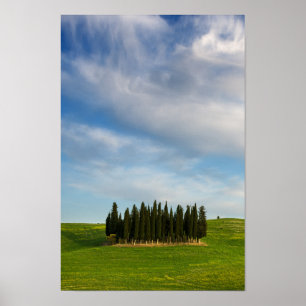 Cypress trees in Tuscany vertical poster