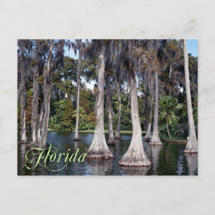 Cypress trees in Winter Haven, Florida Postcard
