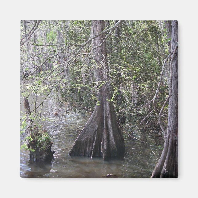 Cypress Trees Magnet (Front)