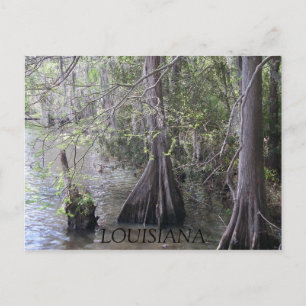 Cypress Trees Postcard