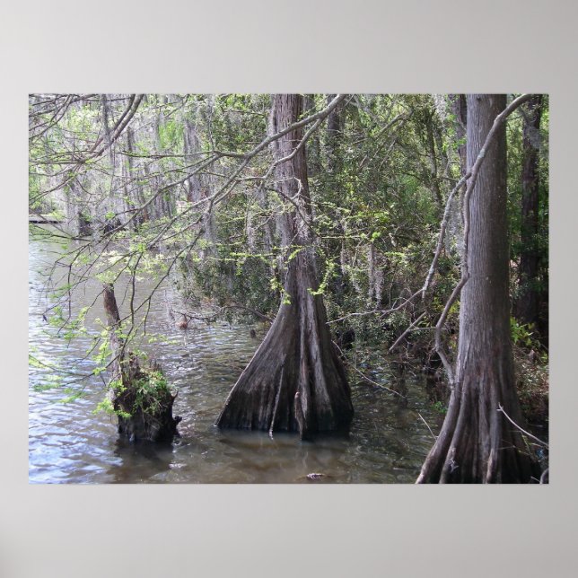 Cypress Trees Poster (Front)
