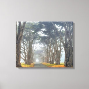 Cypress Tunnel  Canvas Print