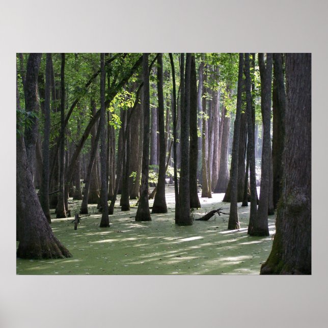 CypressSwampView Poster (Front)