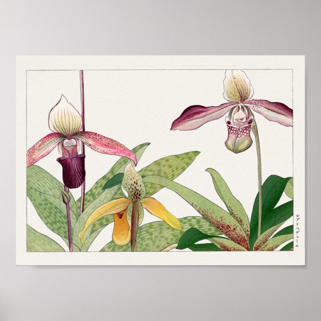 Cypripedium by Tanigami Konan Poster (Front)