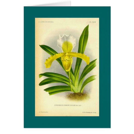 Cypripedium Insigne - Lady's Slipper Orchid Card