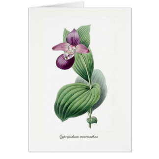 Cypripedium macranthos