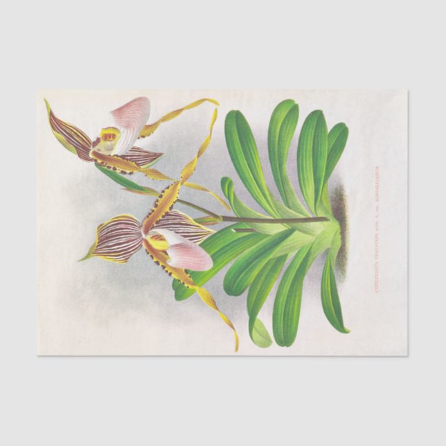 Cypripedium Praestans (Orchids) by Jean Linden Tissue Paper (Front)