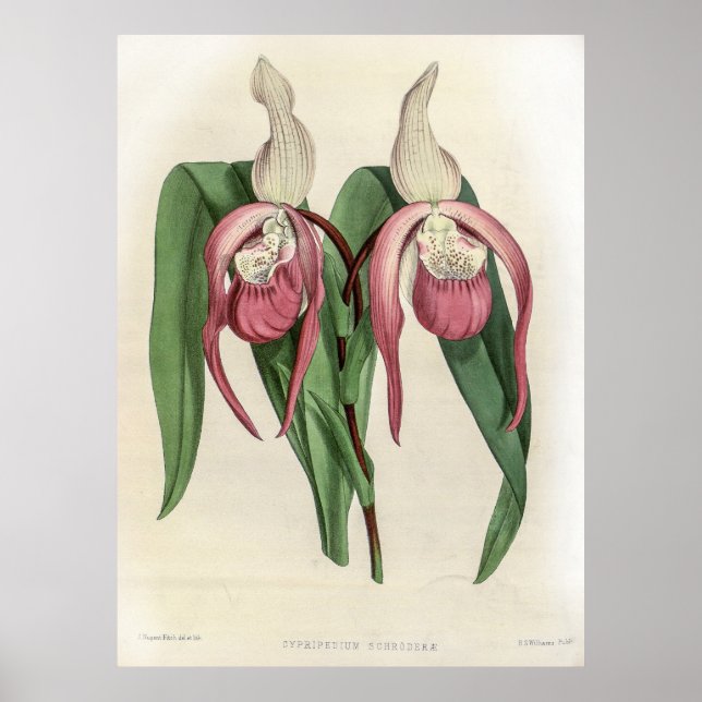 Cypripedium Schroderae Orchid Poster (Front)