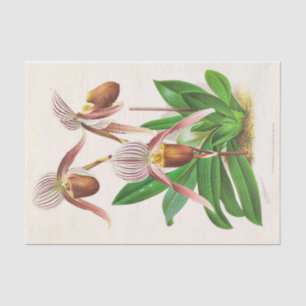 Cypripedium Selligerum Majus by Jean Linden Tissue Paper