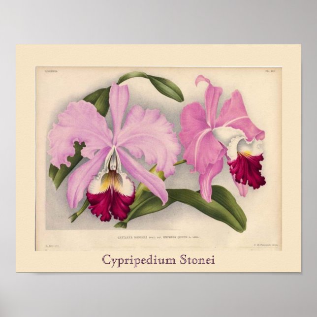 "Cypripedium Stonei", Linden Orchid Poster (Front)