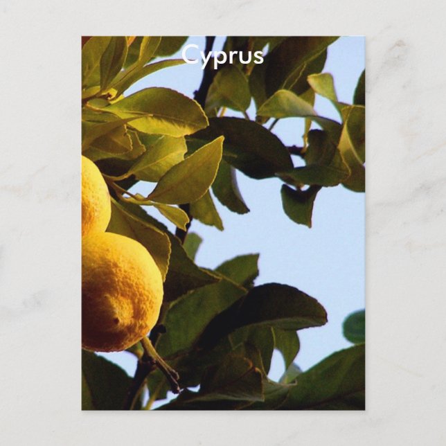 Cyprus Lemon Grove Postcard (Front)