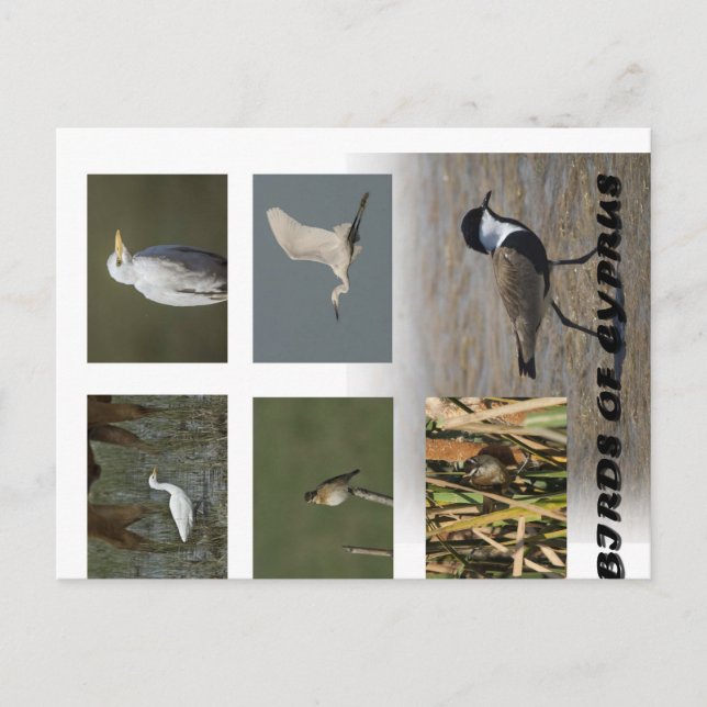 Cyprus nature animals birds postcard (Front)