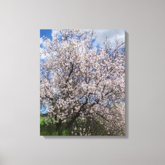 Cyprus nature landscape spring tree almond beautif canvas print (Front)