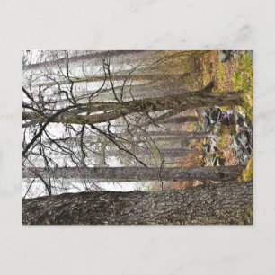 Cyprus nature landscape Troodos forest brown trees Postcard