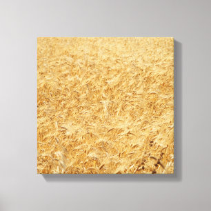 Cyprus summer fields canvas