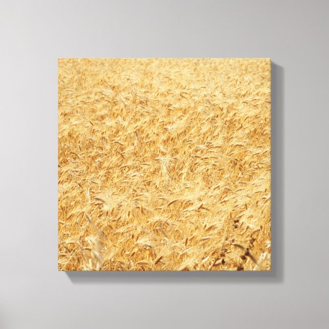 Cyprus summer fields canvas print (Front)